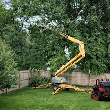 Best Tree Trimming and Pruning  in Shady Hollow, TX